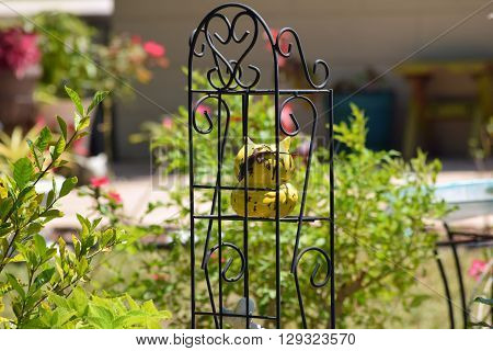Metal Plant Stand with yellow jug which hid lizard. Decor garden