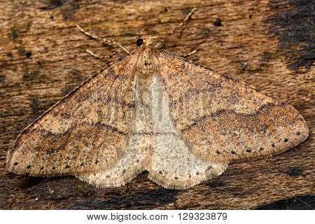 Dotted border moth (Agriopis marginaria). British insect in the family Geometridae the geometer moths