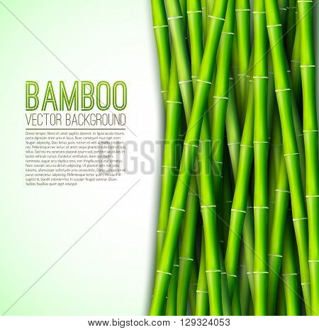 Bamboo  Background Concept. Vector Illustration