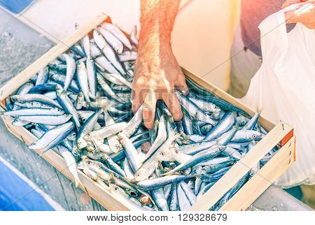 Fisherman hand catching fresh sardine fish from box at harbour market - Man selling pilchard from the fishing boat at port dock