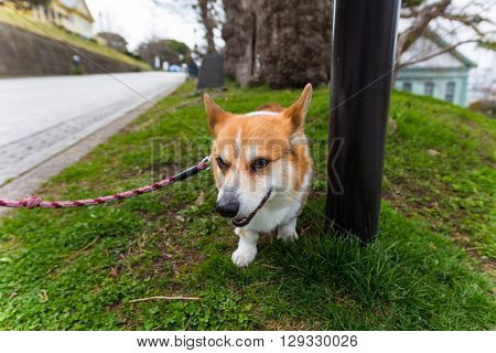 Welsh Corgi Pembroke Dog Relax On Grass Field