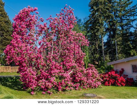 The state flower of Washington grows big in Burien Washington.