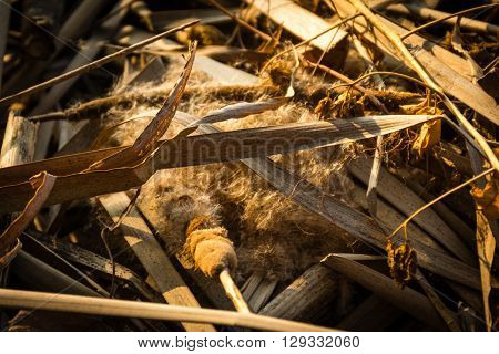 Close up of square straw in sunset time.