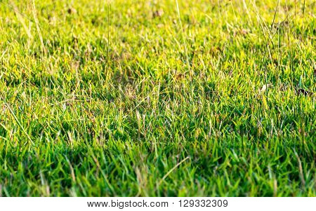 Close up green grass meadow on sunset time.