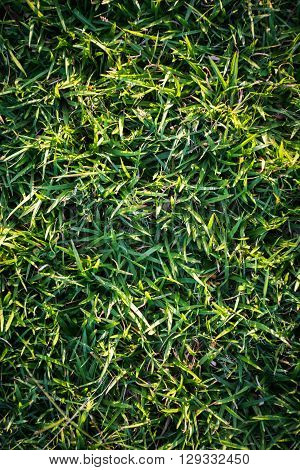 Close up green grass meadow in sunset time.