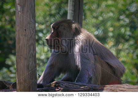 Pavian Sitting And Looking In Zoo