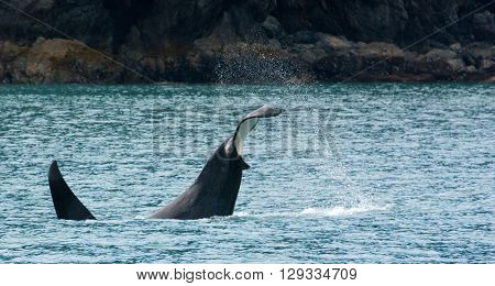 Water sprays everywhere as an orca smashes its tail into the water.