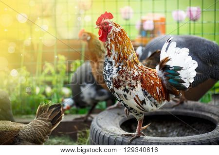 beautiful colored cock on a sunny day