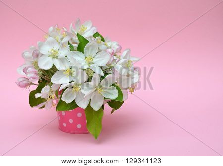 Beautiful apple tree blooming gentle little white flowers in decorative small bucket on pink background beauty of spring season. Card. Spring. Love. Celebration.