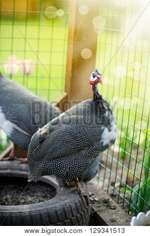 guinea fowl on a sunny summer day