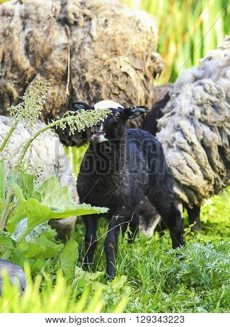 little black lamb grazing on a lush green meadow