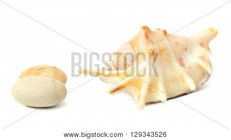 sea shell with stones on a white background