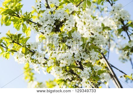 Spring blooming cherry flowers branch in the garden