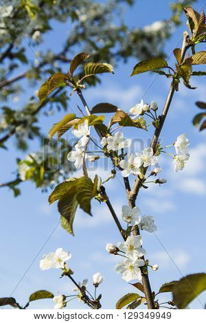 Beautiful cherry blossoms against the blue sky