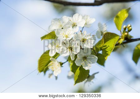 Spring blooming cherry flowers branch in the garden