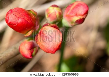 Bright pink buds of a quince close up. Macro small depth of sharpness. Buds are lit with a sunlight on an indistinct light background.