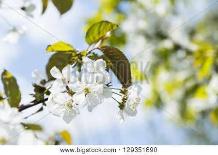 Gentle white plum blossoms blooming in the spring garden on background of blue sky