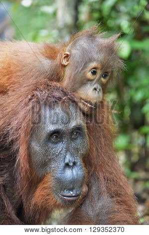 A Female Of The Orangutan With A Cub In A Native Habitat. Bornean Orangutan (pongo Pygmaeus Wurmmbii