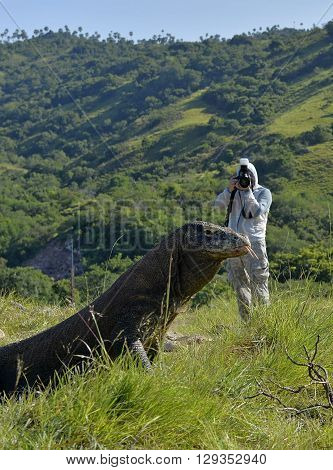 The photographer shooting a Komodo Dragon on island Rinca.The Komodo dragon Varanus komodoensis is the biggest living lizard in the world Indonesia.