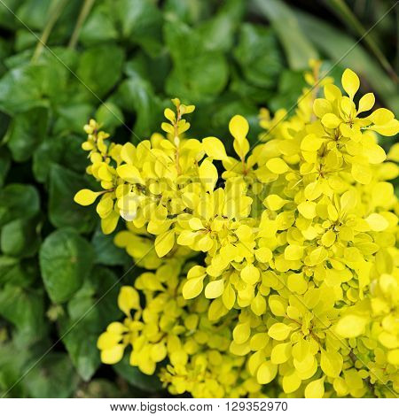 Tiny green and yellow pring leaves background
