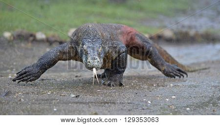 The Walking  Komodo Dragon ( Varanus Komodoensis ) With The Flicked Out Tongue On Island Rinca.