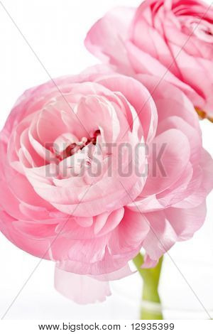Ranuncolo rosa