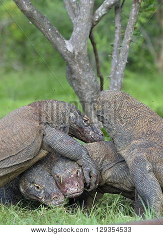 The Komodo Dragon Dragons Fight For Prey. The Komodo Dragon, Varanus Komodoensis