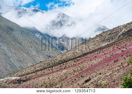 Flowering desert (Spanish: desierto florido) in the Chilean Atacama. The event is related to the El Nino phenomenon