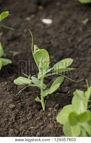 A small green growing peas on ground