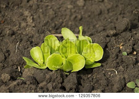 Young green salad leaves on the ground