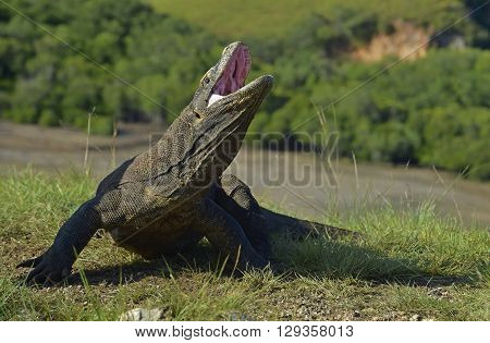 Komodo Dragon Raised The Head And Opened A Mouth. The Komodo Dragon ( Varanus Komodoensis ) Is The B