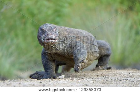 Portrait Of The Komodo Dragon ( Varanus Komodoensis ) Is The Biggest Living Lizard In The World.