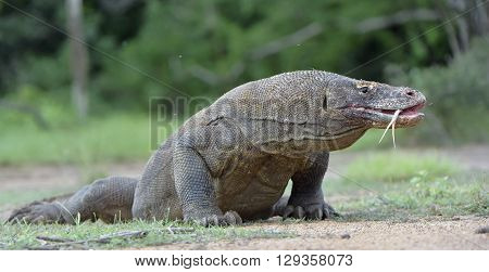 Portrait Of The Komodo Dragon ( Varanus Komodoensis ) Is The Biggest Living Lizard In The World.