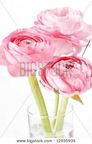 Ranuncolo rosa