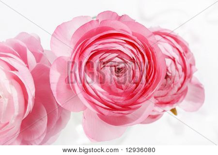 Ranuncolo rosa