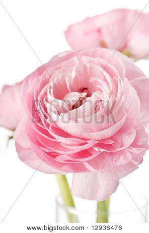 Ranuncolo rosa