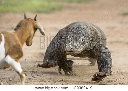 Attack Of A Komodo Dragon. The Dragon Running On Sand. The Running Komodo Dragon ( Varanus Komodoens