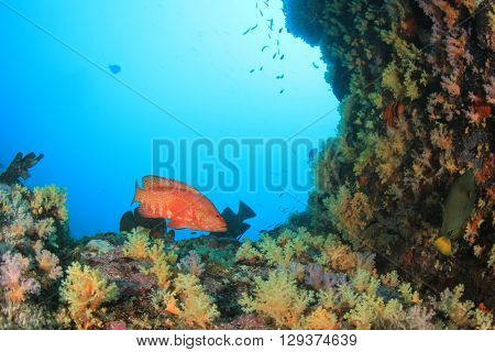 Underwater coral reef and fish