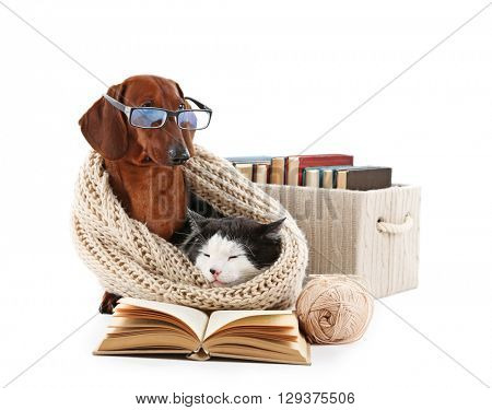 Cat and dachshund in knitted scarf with books, isolated on white.