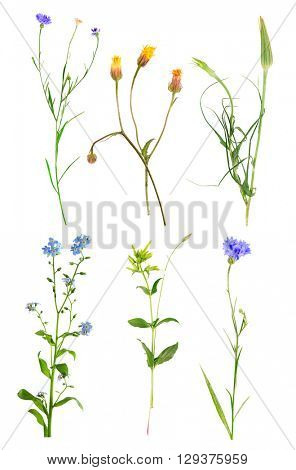 Collection of beautiful meadow flowers, isolated on white
