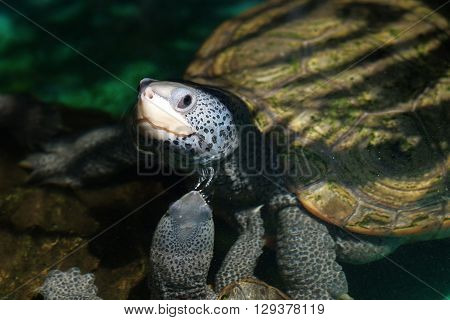 A diamondback terrapin tortoise with nature background