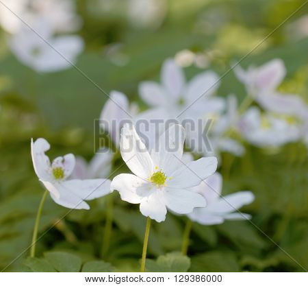 Closeup of thousands of wood anemone in the beech forest during spring a sunny day