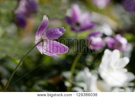Closeup of wood anemone with a violett tint. Latin name: Anemone nemorosa