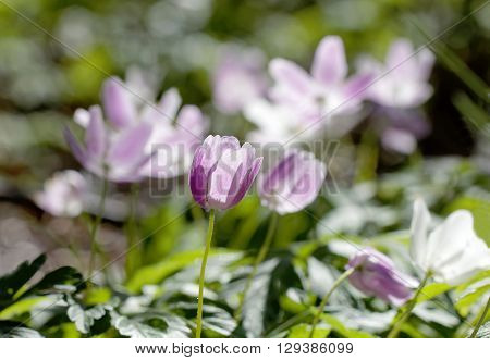 Closeup of wood anemone with a violett tint. Latin name: Anemone nemorosa