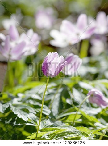 Closeup of wood anemone with a violett tint. Latin name: Anemone nemorosa