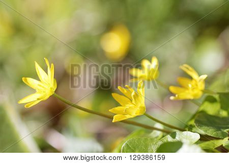 Yellow lesser celandine flowers. Latin name: Ranunculus ficaria