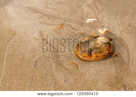 background image of 2 small shells in sand on the beach