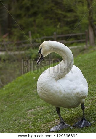 Mute swan (Cygnus olor) on the grass