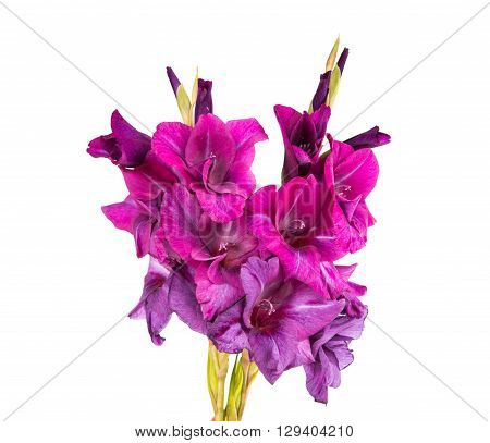 Studio Shot of Indigo and Violet Colored Gladiolus Isolated on White Background. Large Depth of Field (DOF). Macro.