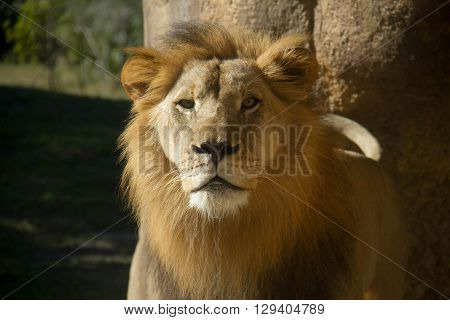 Lion stands in front of the stone